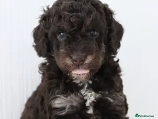 Cockapoo dogs Stunning last phantom cockapoo - one female - Advert 12