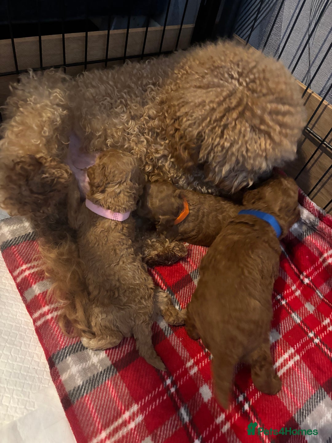 Toy Poodle dogs for sale: Toy Poodle Puppies  - Advert 9