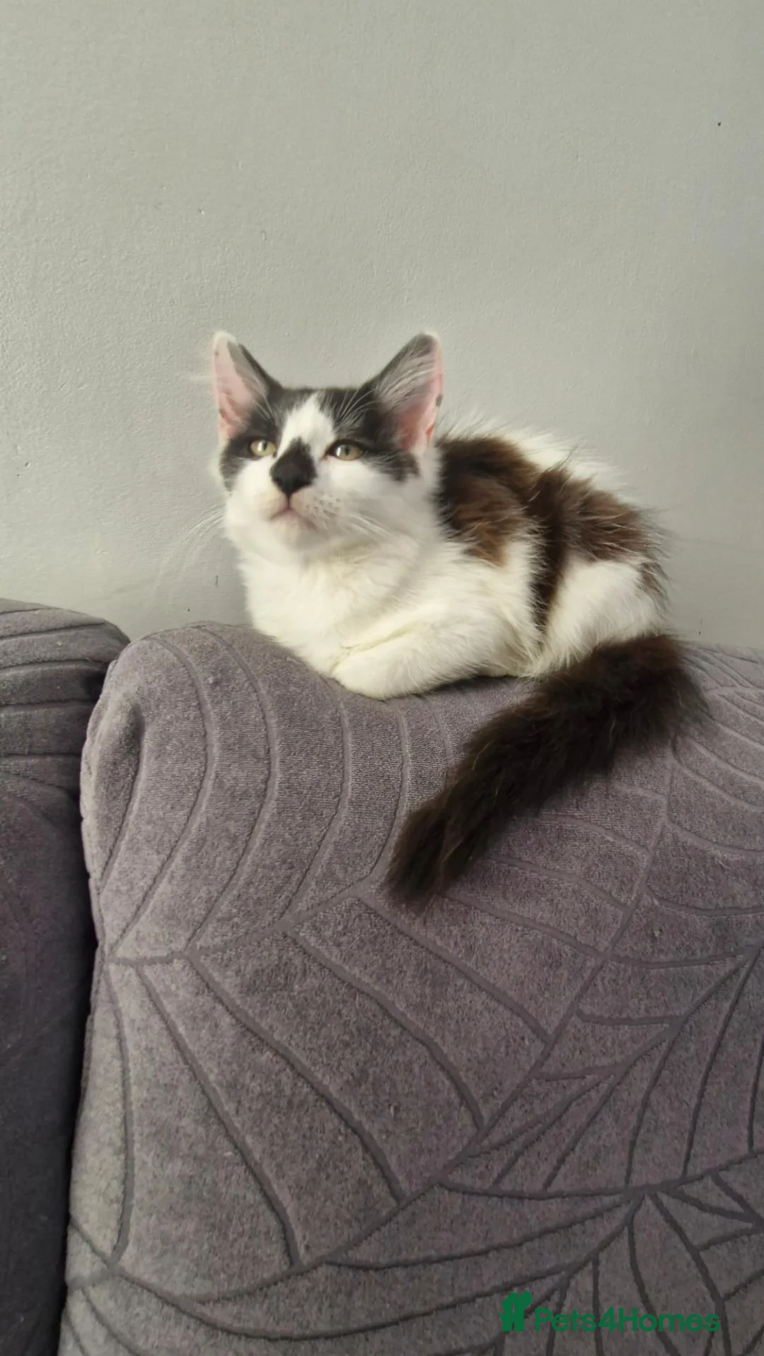 Turkish Angora cats for sale: Turkish Angora kitten - Advert 1