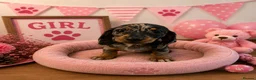 Miniature Dachshund dogs for sale: ** PRA CLEAR MINI DACHSHUND PUPPIES ** - Advert 1