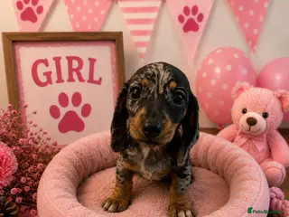 Miniature Dachshund dogs ** PRA CLEAR MINI DACHSHUND PUPPIES ** - Advert 14