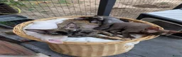 Devon Rex cats for sale: Crazy little gremlins!  in Bristol - Advert 13