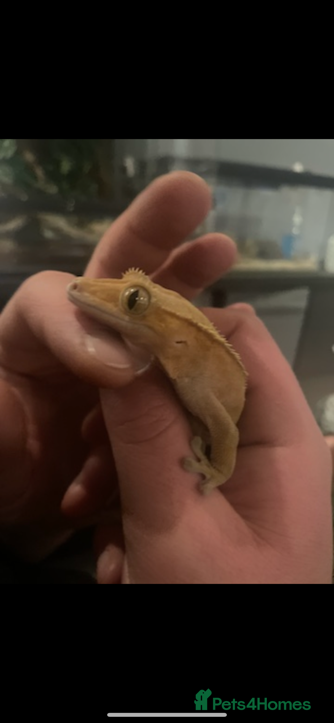 Gecko reptiles for sale: Crested Gecko  - Image 1