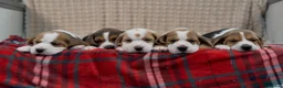 Beagle dogs for sale: BEAUTIFUL (SHOW TYPE) BEAGLE PUPPIES READY NOW - Advert 21