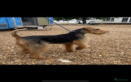 Airedale Terrier dogs for sale: Champion Coralita Airedale puppies  - Image 17