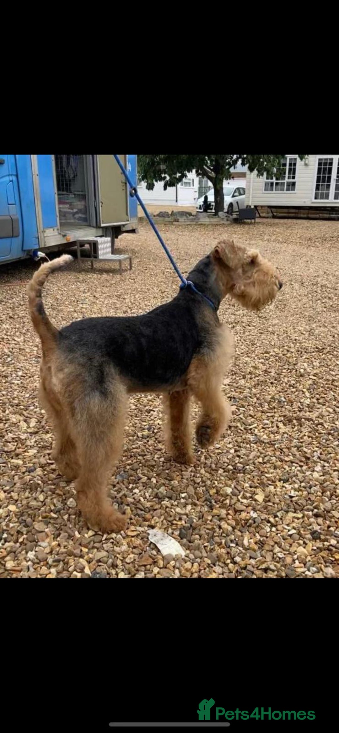 Airedale Terrier dogs for sale: Champion Coralita Airedale puppies  - Image 17