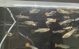 Other/Mixed Breed fish for sale: Mixed guppies - Image 5