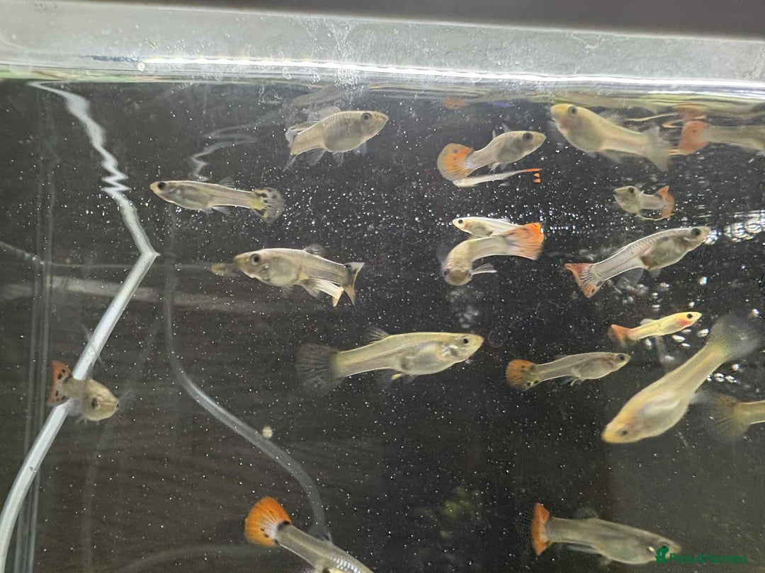 Other/Mixed Breed fish for sale: Mixed guppies - Image 5