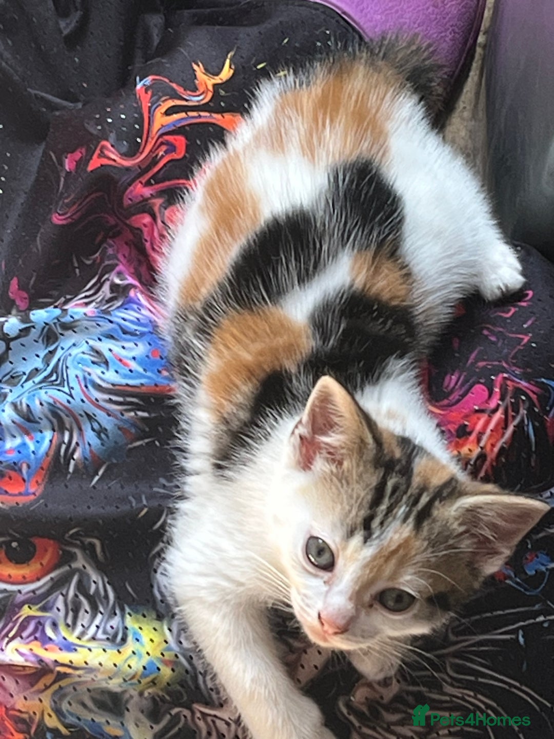 Mixed Breed cats for sale: Mixed litter  - Image 14