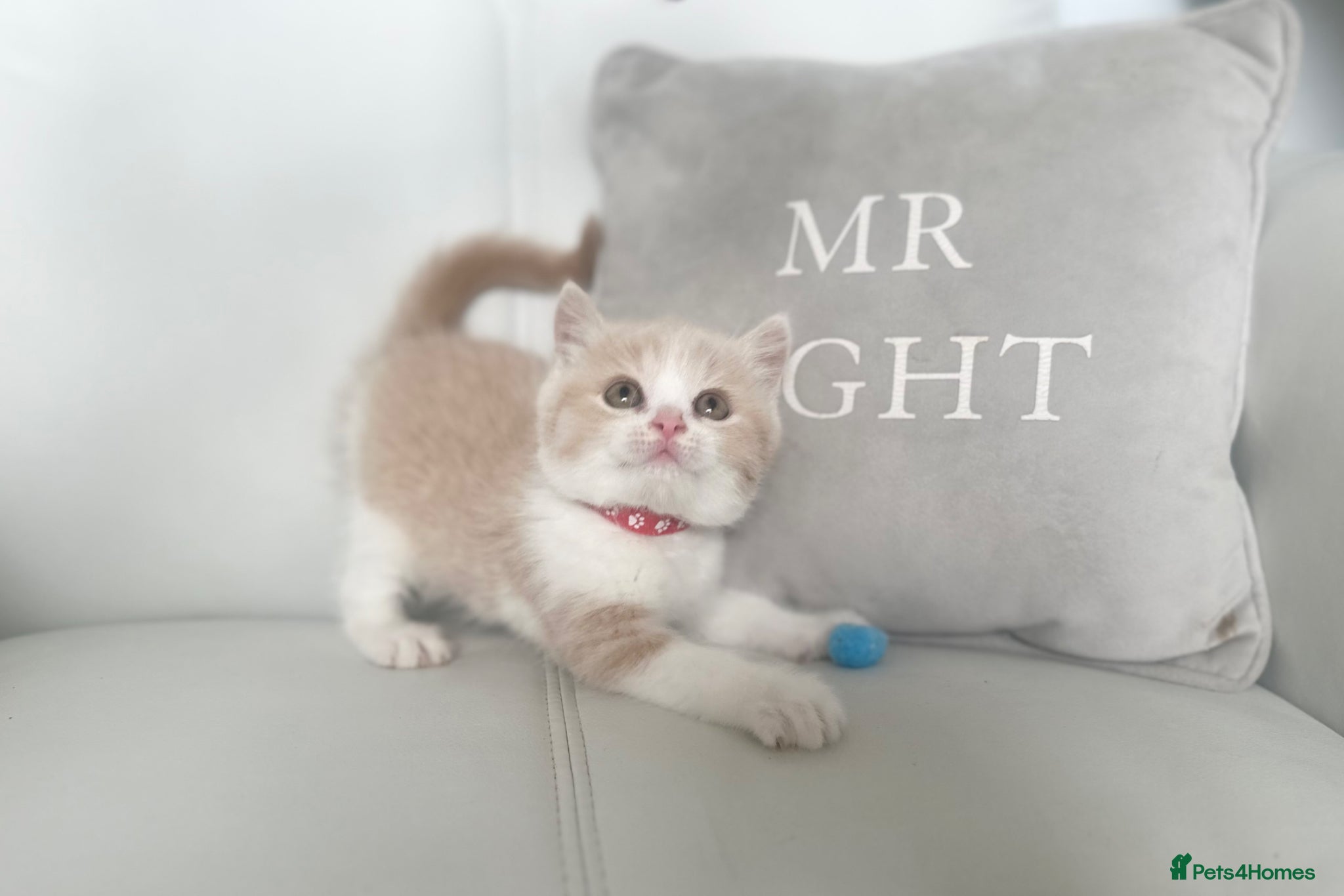 British Shorthair cats 🌸 READY NOW BRITISH SHORTHAIR KITTENS 🌸 - Advert 4
