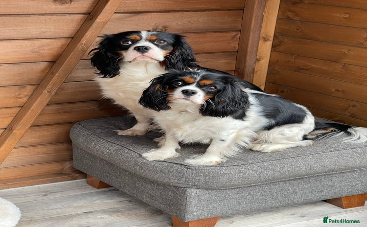 Cavalier King Charles Spaniel dogs - Advert 8