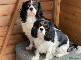 Cavalier King Charles Spaniel dogs - Advert 36