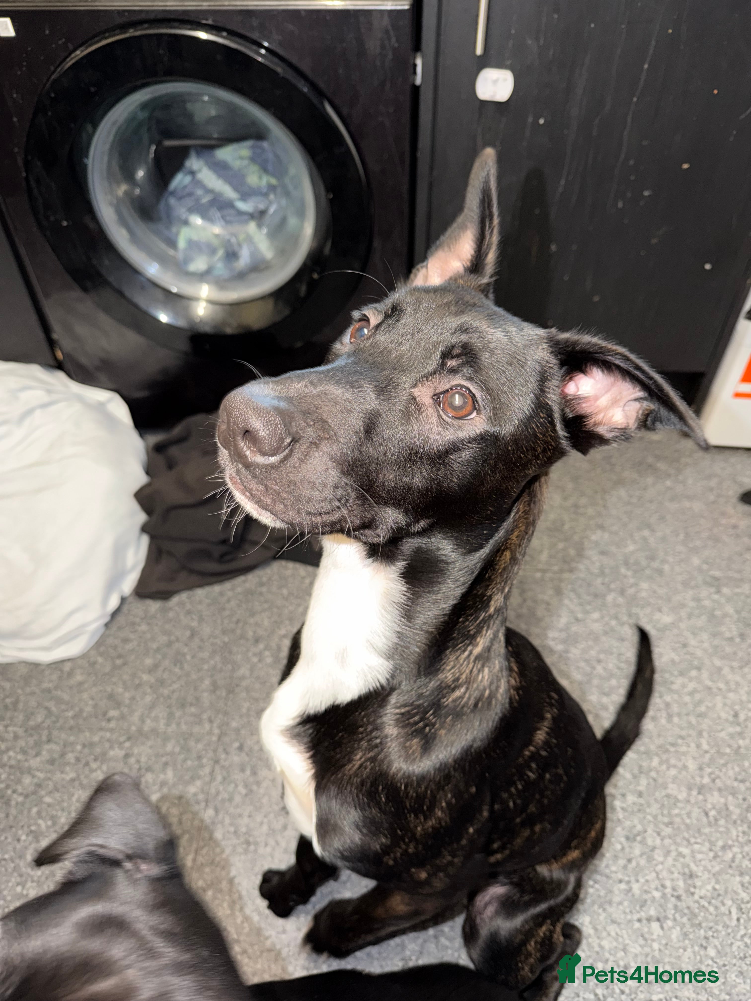 Mixed Breed dogs Belgian Malinois  - Advert 1