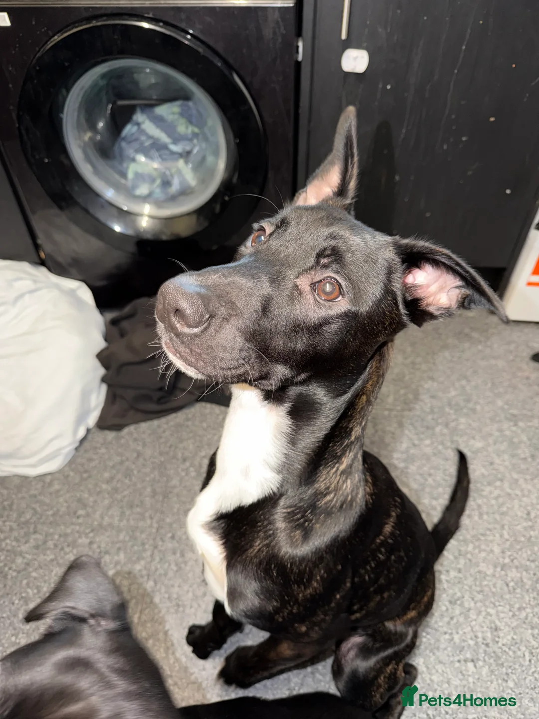 Mixed Breed dogs for sale: Belgian Malinois  - Advert 1