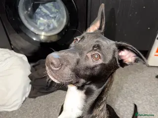 Mixed Breed dogs Belgian Malinois - Advert 1