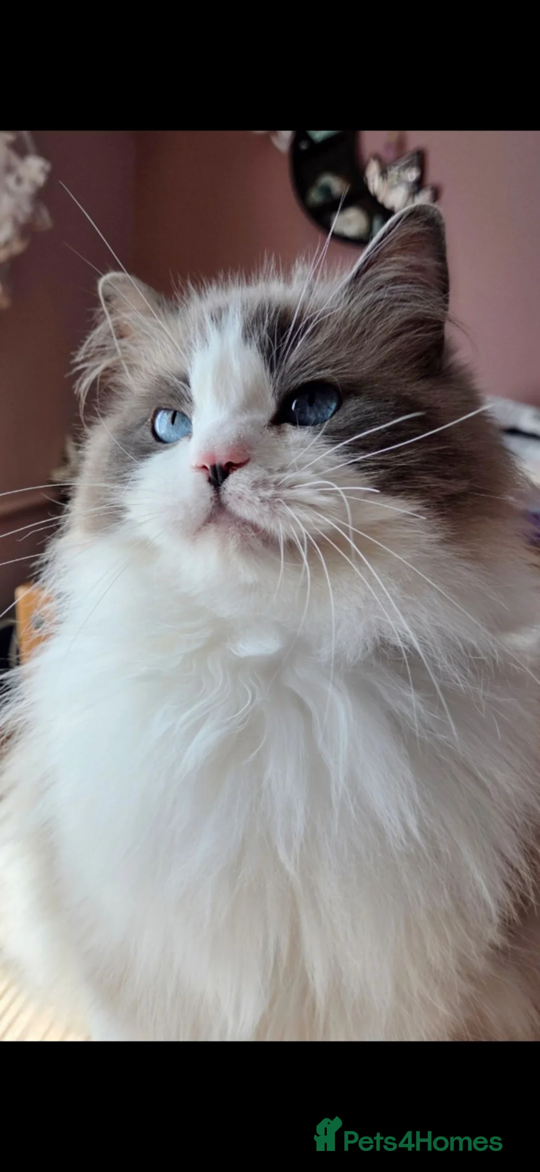 Ragdoll cats for sale: 💖 Retired female looking for her forever home 🏡  - Advert 2