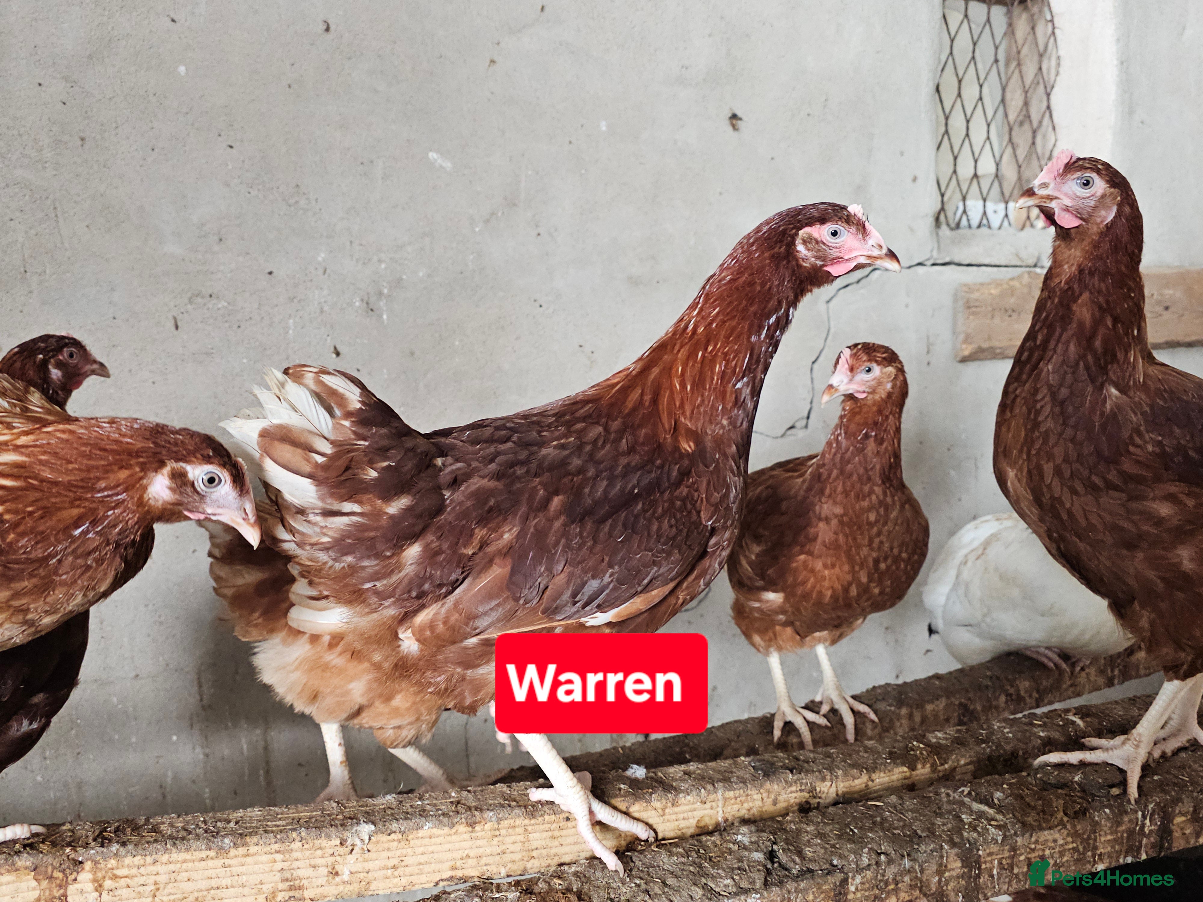 Chickens poultry Hybrids hens  - Advert 10