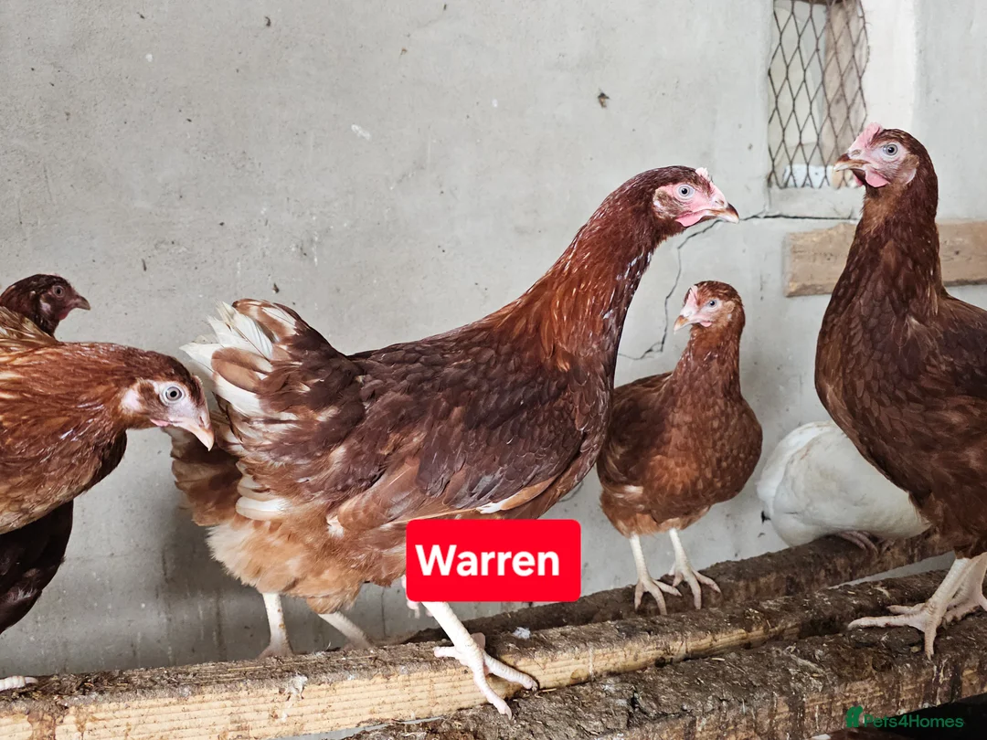 Chickens poultry for sale: Hybrids hens  - Advert 1