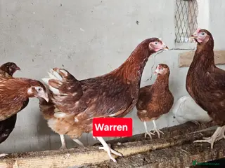 Chickens poultry Hybrids hens - Advert 10