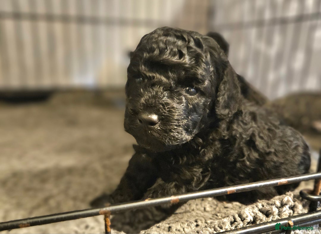 Toy Poodle dogs for sale: Toy poodle puppies D.N.A clear. - Image 2