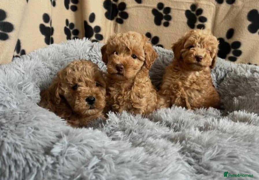 Cavapoo dogs for sale: F1 Cavapoo puppies fully health checked - Advert 10