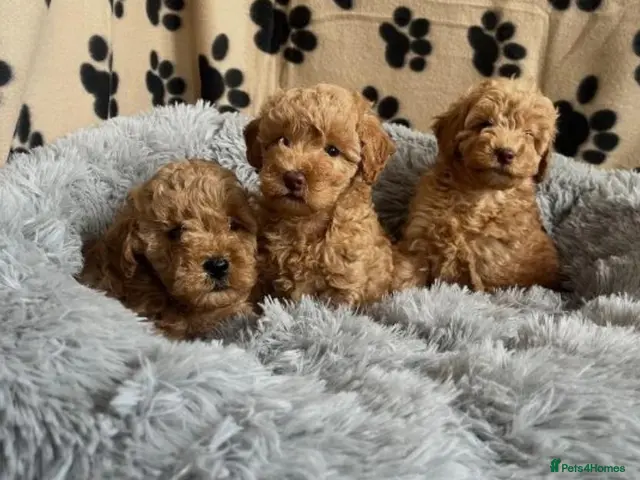 Cavapoo dogs for sale: F1 Cavapoo puppies fully health checked - Advert 18