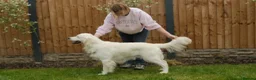 Golden Retriever dogs for stud: FANTASY FLY APRIL JOKE AT TRIARDER  in Doncaster - Advert 2