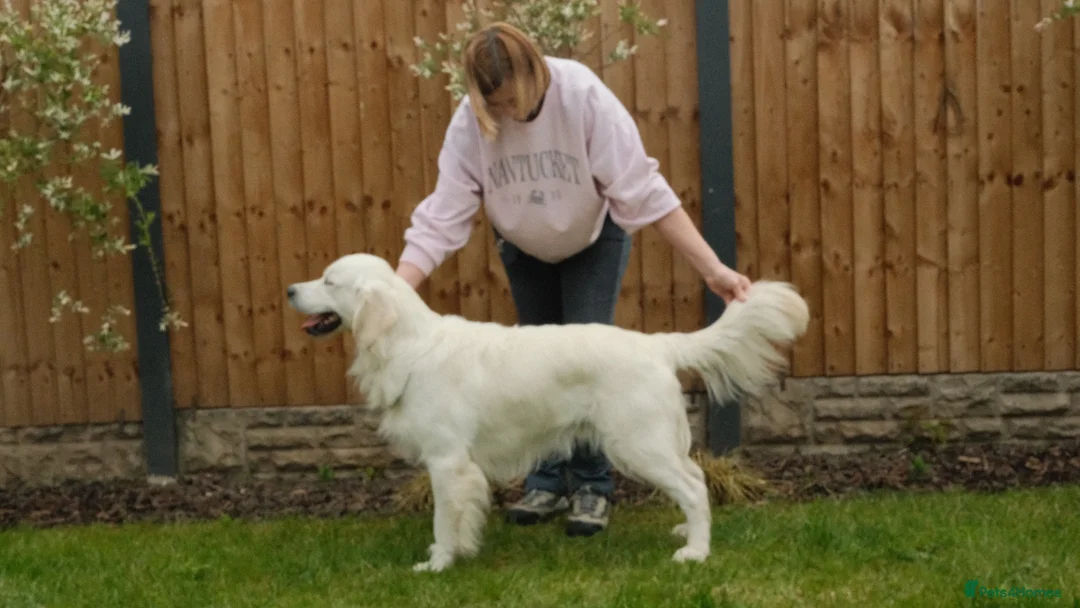 Golden Retriever dogs for stud: FANTASY FLY APRIL JOKE AT TRIARDER  in Doncaster - Advert 2