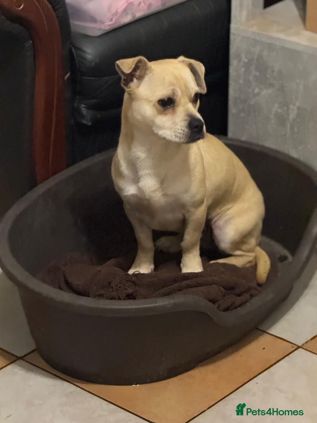 Mixed Breed dogs for adoption: Pretty Jamala ready for cuddles - Advert 18