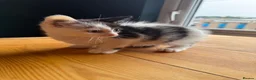Mixed Breed cats for sale: 3 kittens for sale all female  - Advert 5
