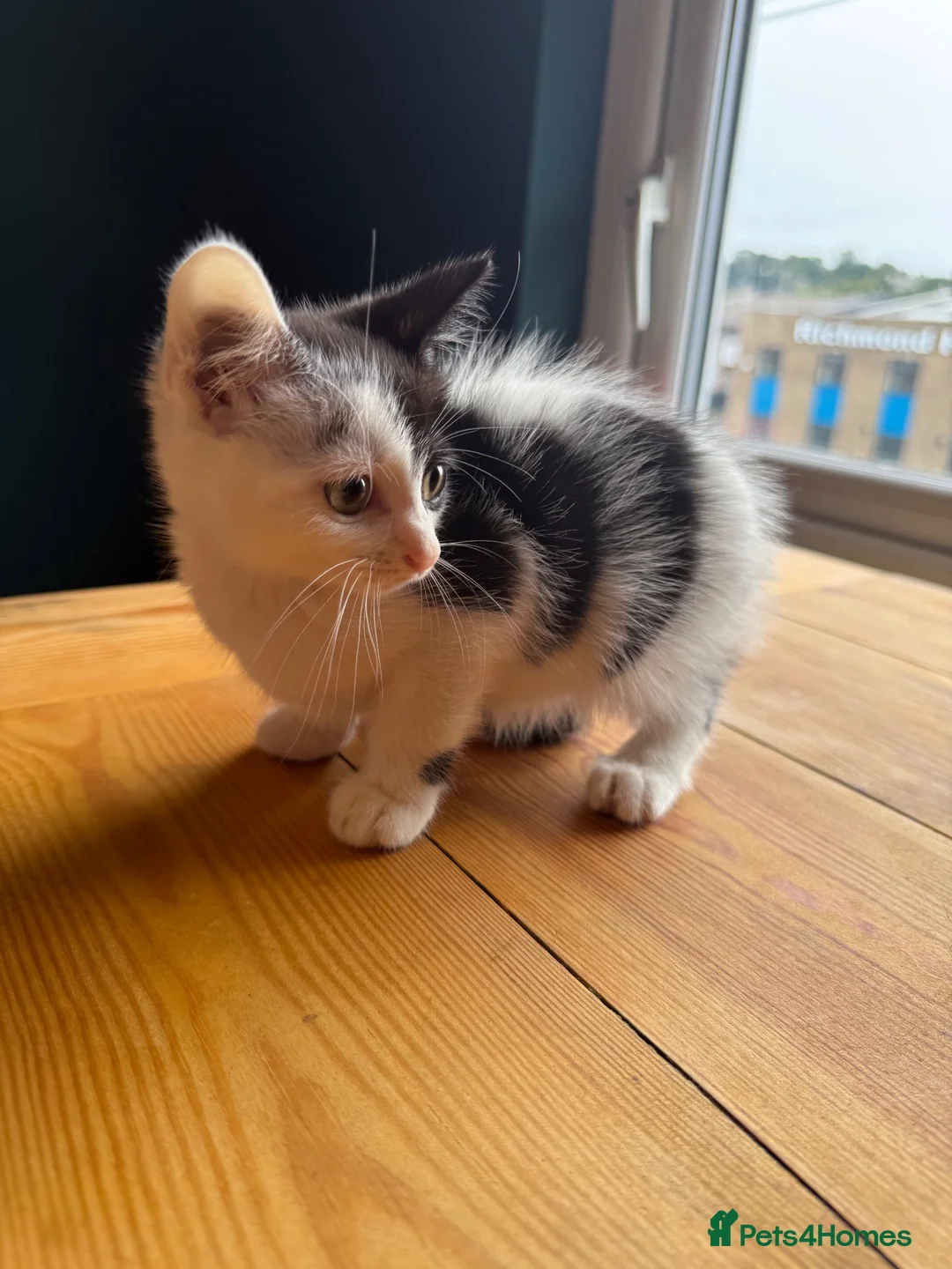 Mixed Breed cats for sale: 3 kittens for sale all female  - Advert 5