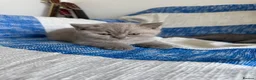 British Shorthair cats for sale: 💜 Lilac BSH Boys – Ready for Their Forever Homes in Dartford - Advert 15