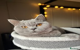 British Shorthair cats for sale: Kind Souls Fluffy Coats British Shorthair Kittens - Image 23