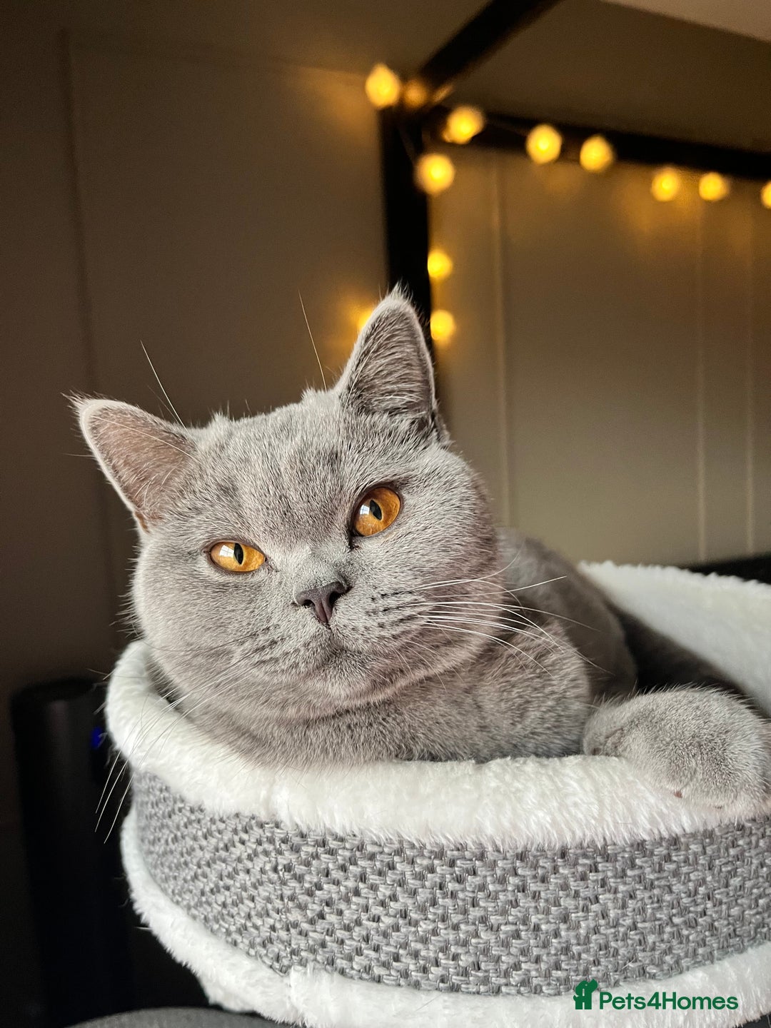 British Shorthair cats for sale: Kind Souls Fluffy Coats British Shorthair Kittens - Image 23