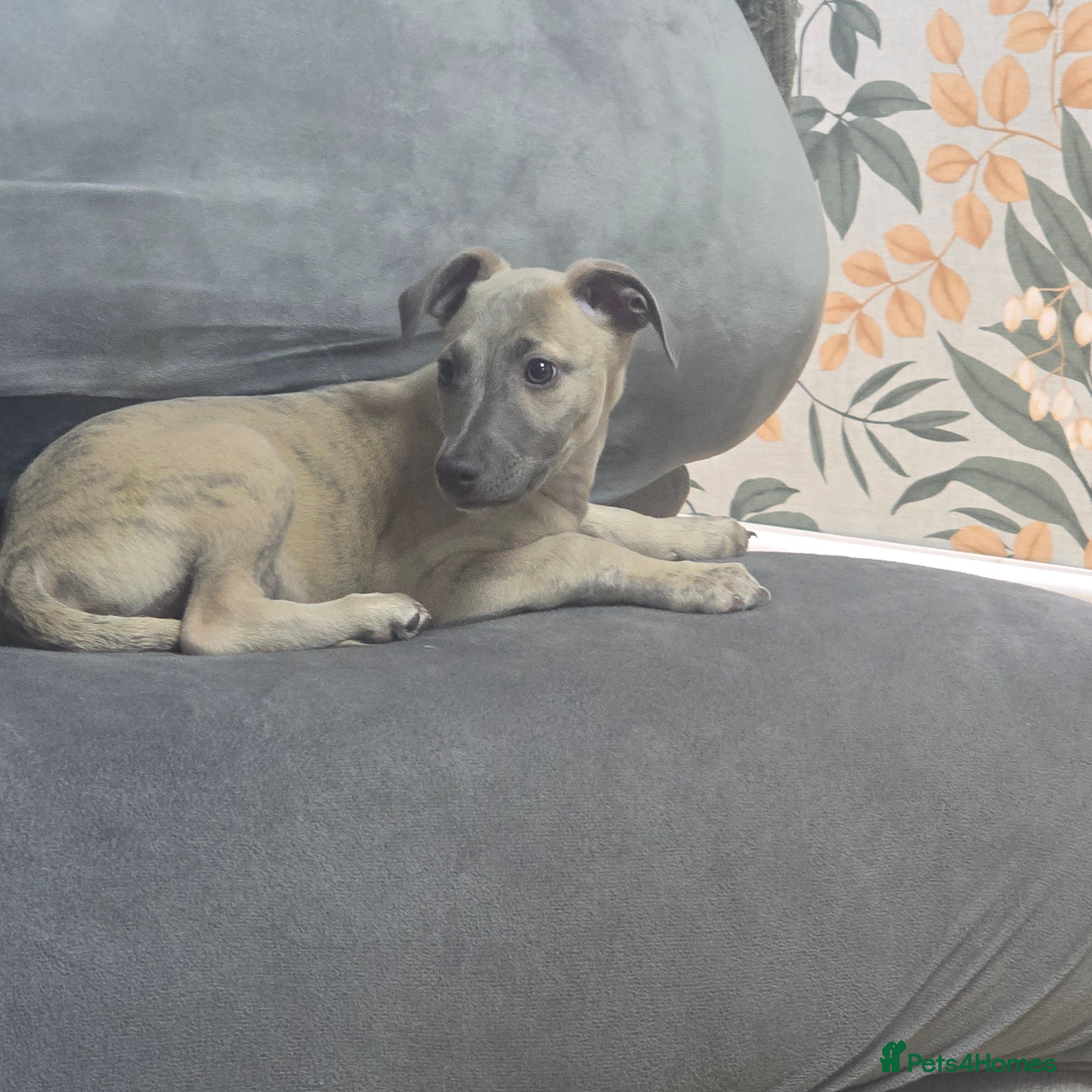 Whippet dogs READY NOW!The most precious!Kc wippets 🐶    - Advert 2