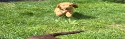 Cockapoo dogs for sale: Gorgeous Cockapoo Boys  - Advert 2