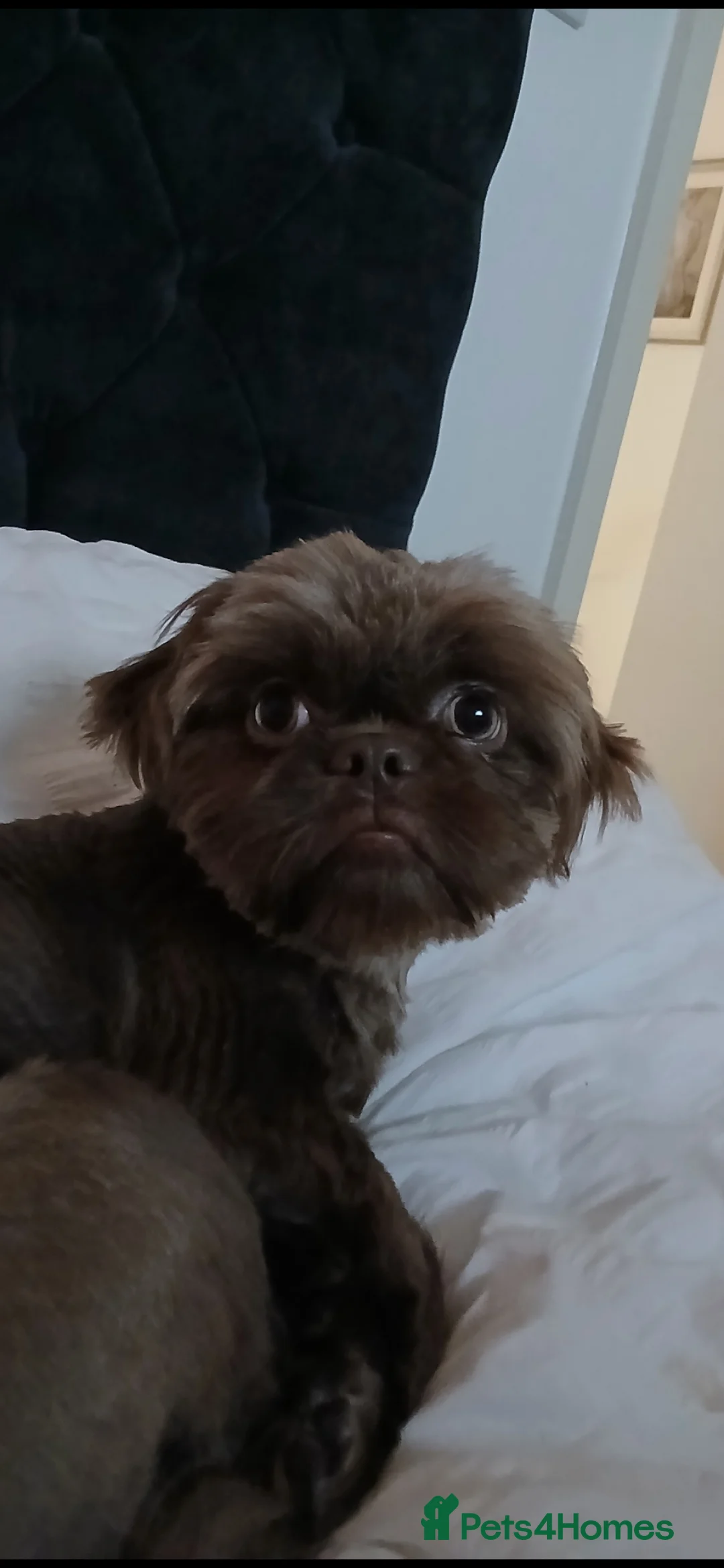 Shih Tzu dogs for stud: Frankenstein imperial shih szu stud - Advert 4