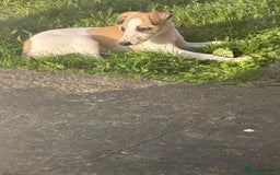 Whippet dogs for sale: Whippet pups ready now  - Image 23
