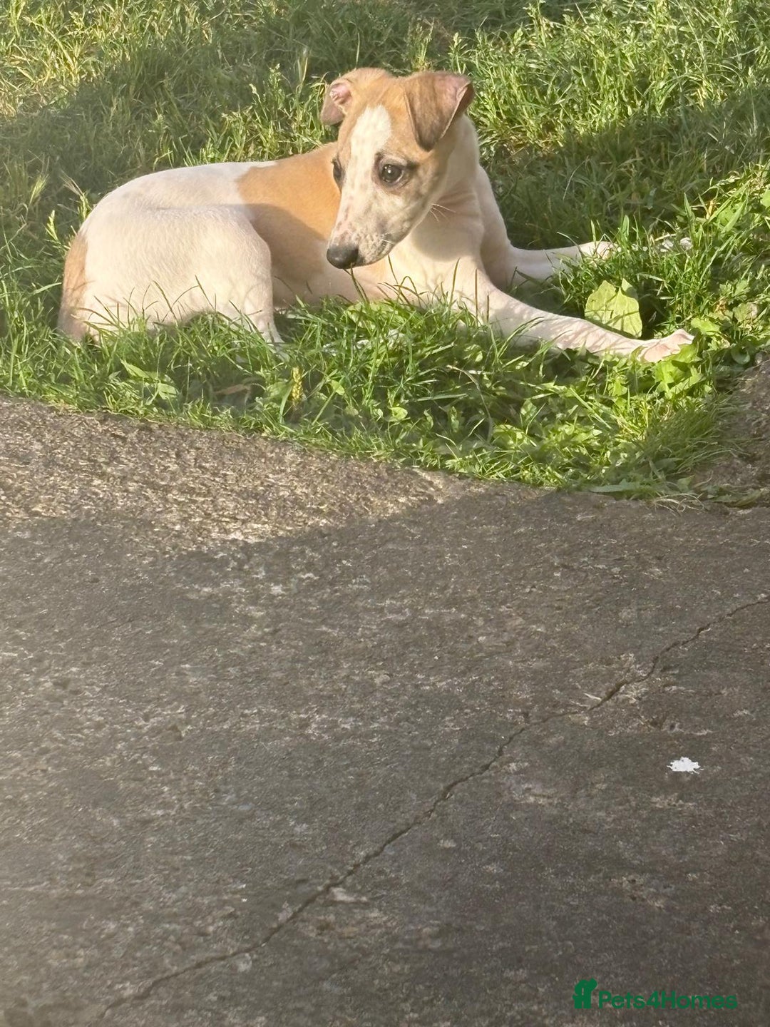 Whippet dogs for sale: Whippet pups ready now  - Image 23