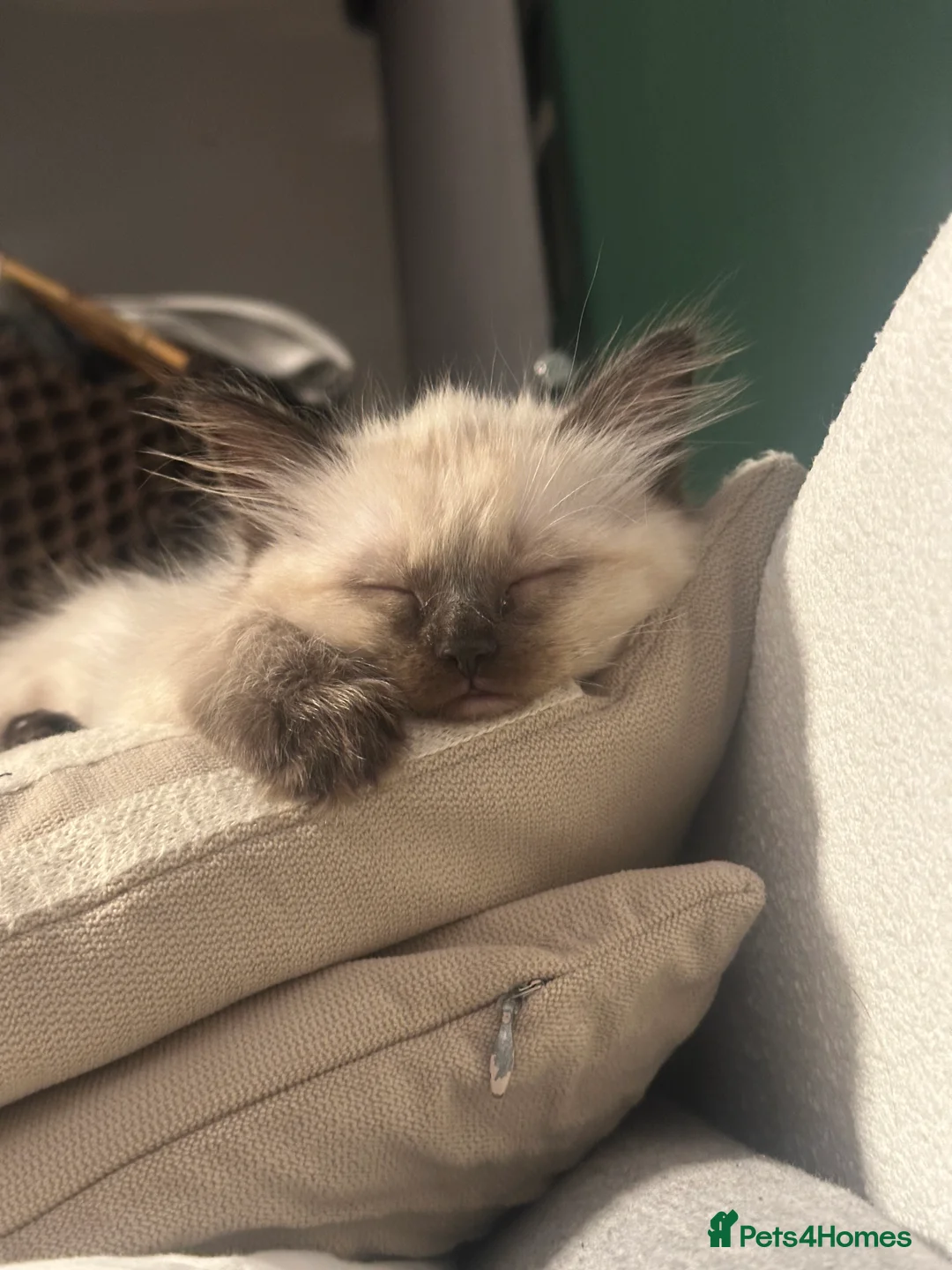 Ragdoll cats for sale: White with black Ragdoll kitten  - Advert 11