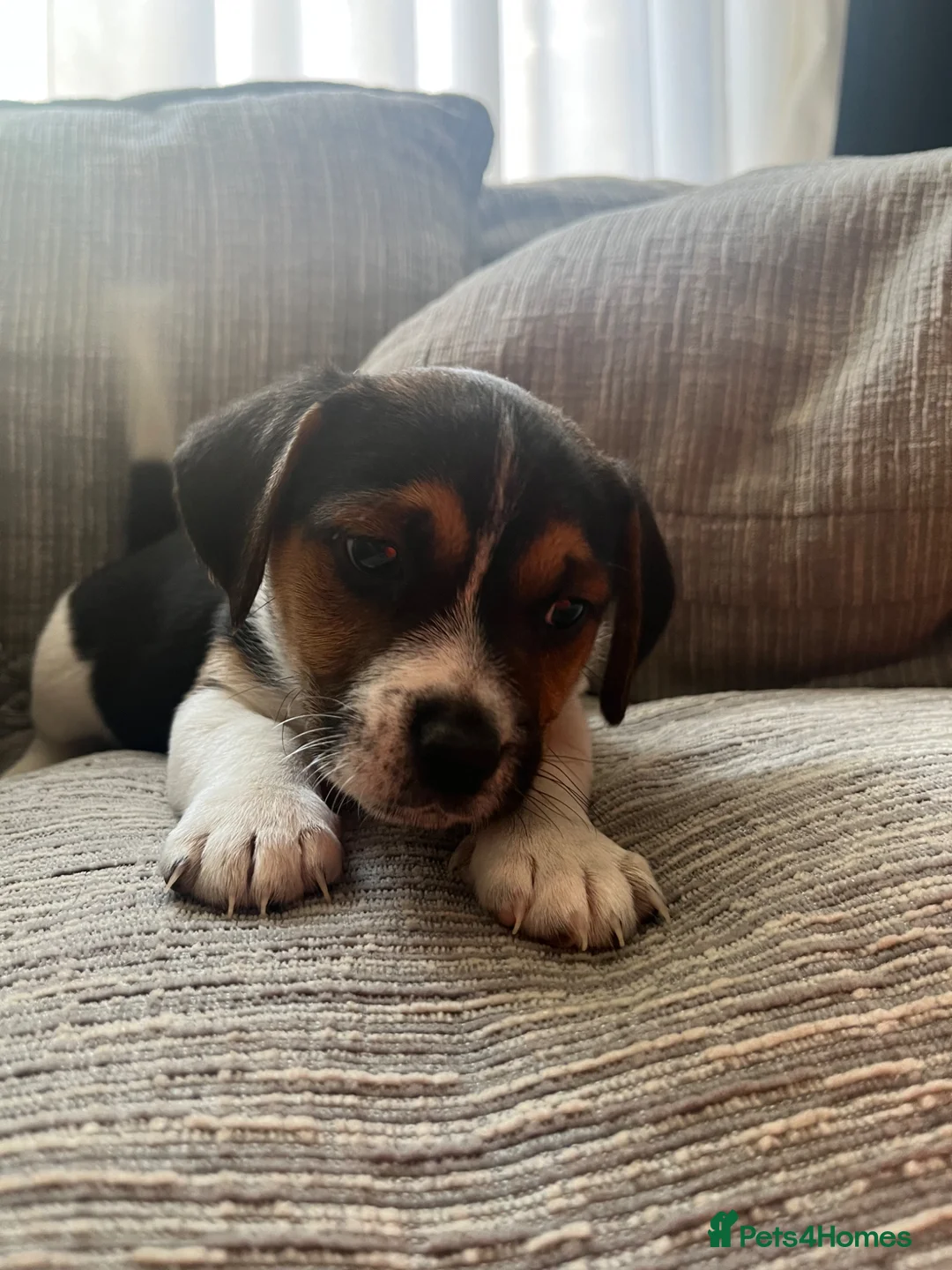 Jack Russell dogs for sale: Jack russel pups for sale  - Advert 11