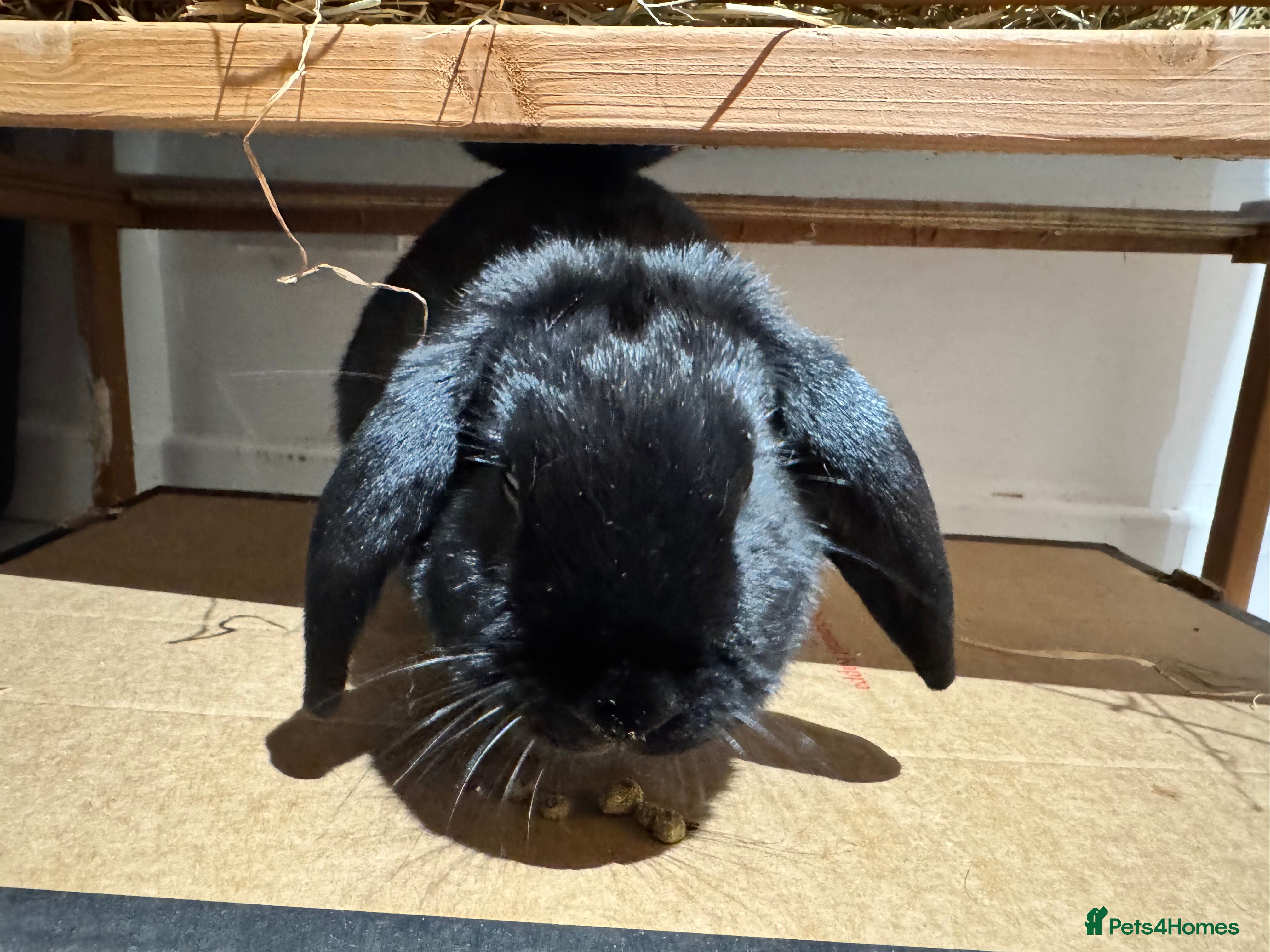 Mixed Breed rabbits Black Female Indoor Rabbit  - Advert 9