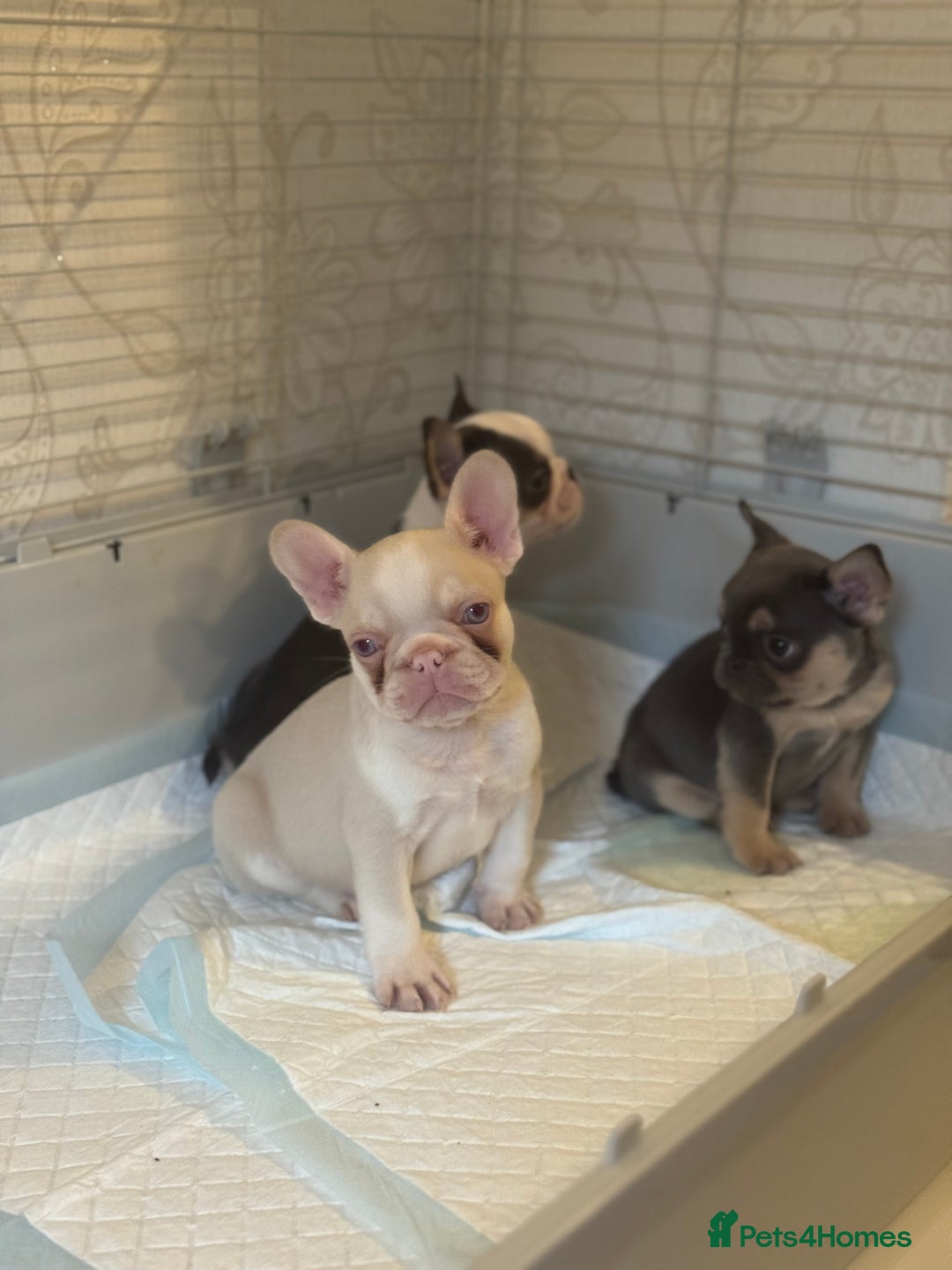 French Bulldog dogs for sale: Beautiful Litter Of Husky French Bulldogs - Advert 23