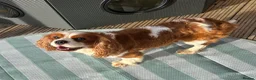 Cavalier King Charles Spaniel dogs for stud: KC Reg Heart/Eye/Health tested for Stud - Advert 8