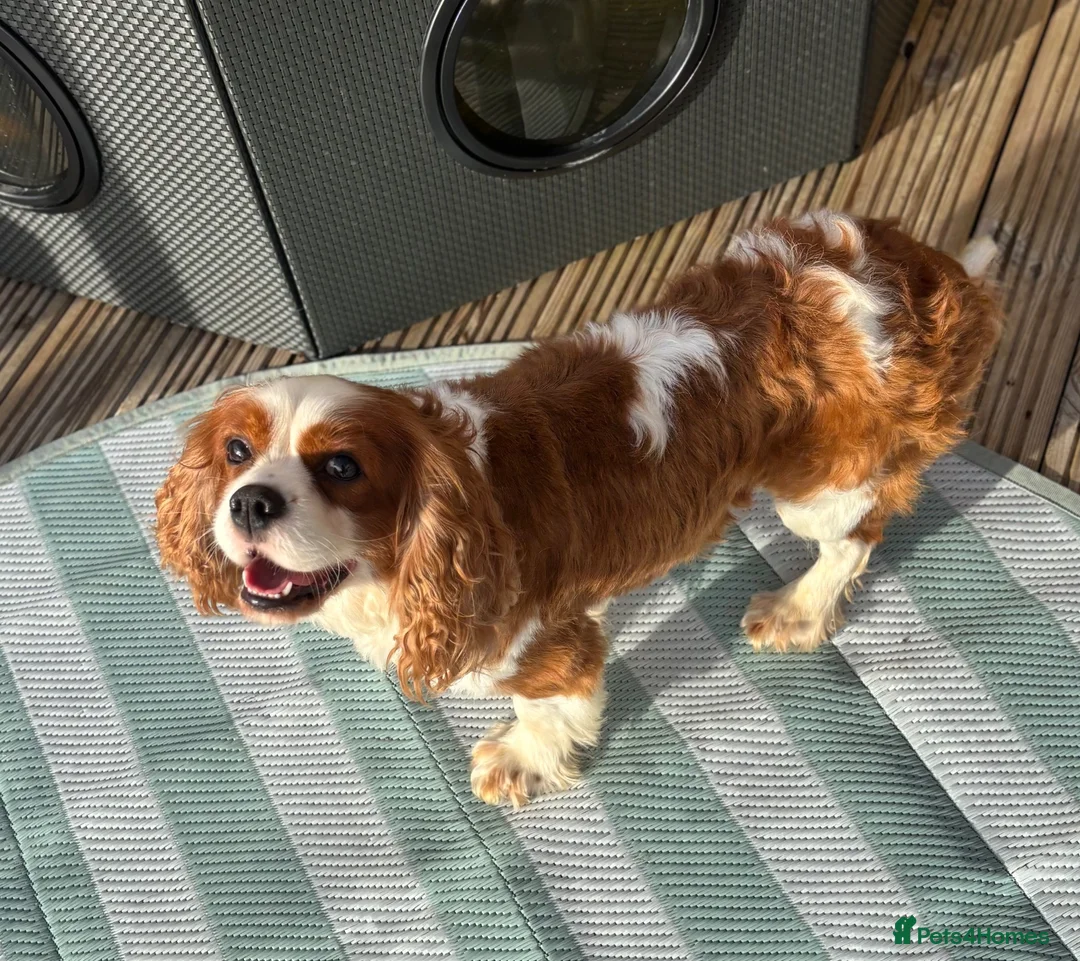Cavalier King Charles Spaniel dogs for stud: KC Reg Heart/Eye/Health tested for Stud - Advert 8