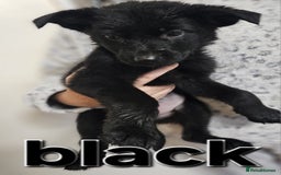 German Shepherd dogs for sale: German Shepherd puppies - Image 17