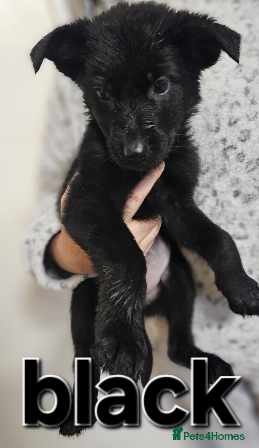 German Shepherd dogs for sale: German Shepherd puppies - Image 17