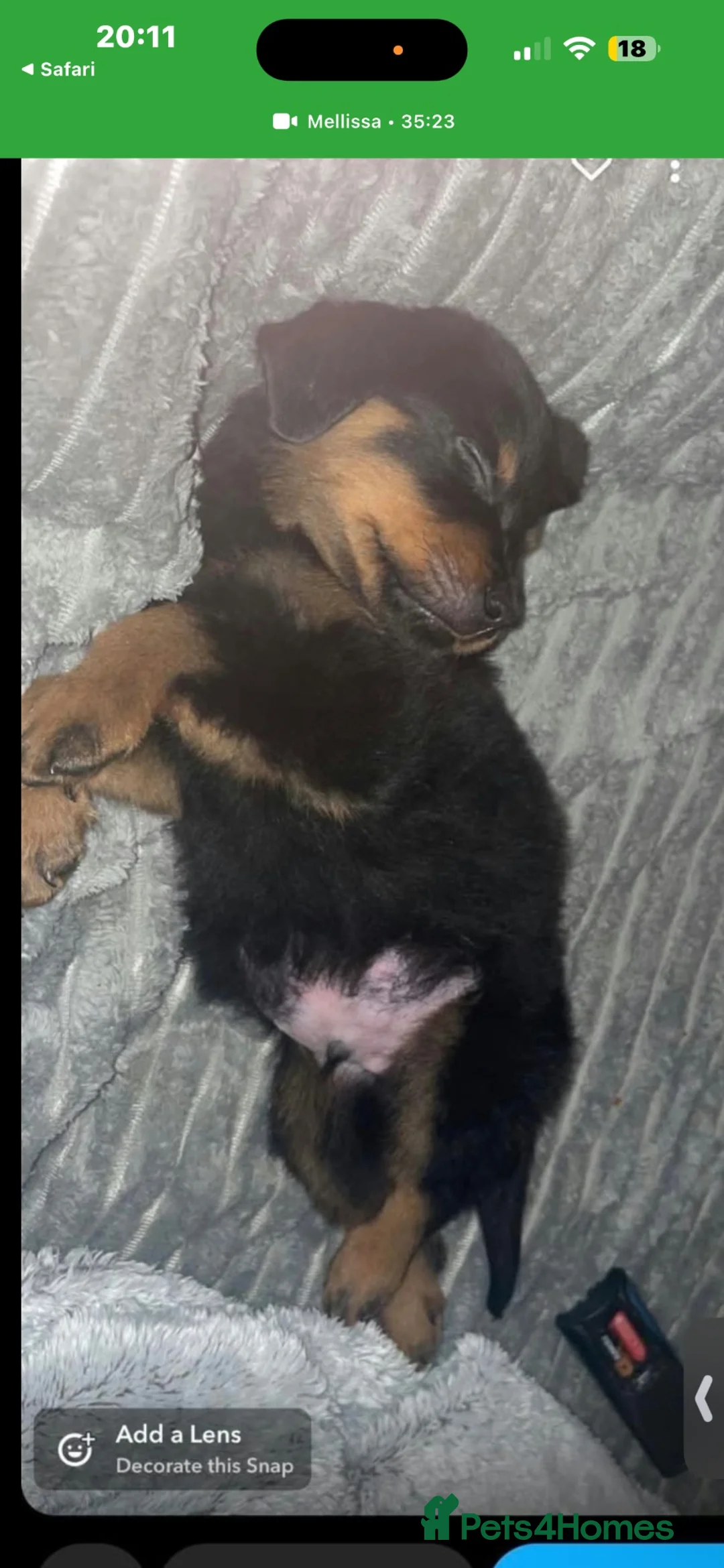 Rottweiler dogs for stud: Rottweiler Stud - Advert 6