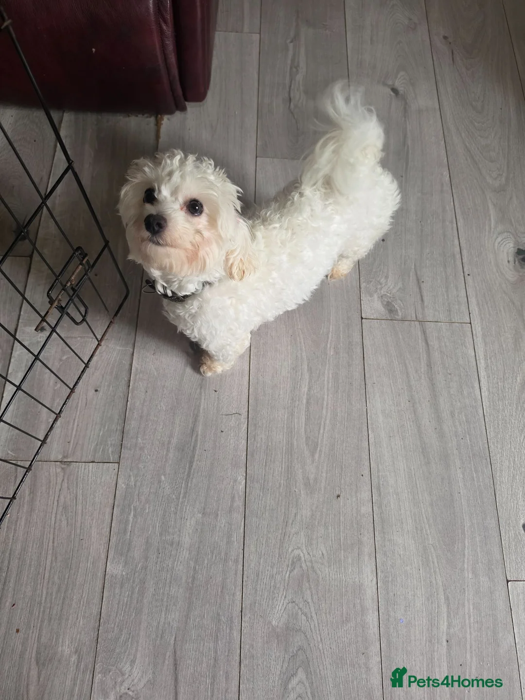 Maltipoo dogs for sale: Maltipoo parents health tested - Advert 13