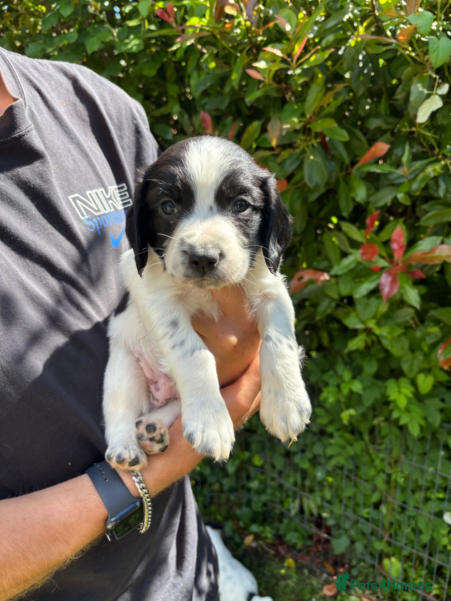 Sprocker dogs Sprocker x Spaniel Puppies - Advert 2